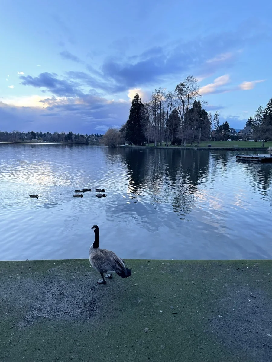 산책로 잔디밭 위에서 호수를 응시하고 있는 캐나다 기러기(Canada Goose)